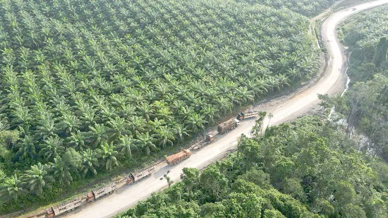 Rừng trồng gần thủ đô mới Nusantara của Indonesia. Ảnh: Reuters