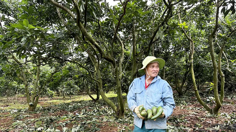 Ông Nguyễn Văn Sử (xã Lộc Ngãi, huyện Bảo Lâm) thu gom bơ chín rụng trong vườn 