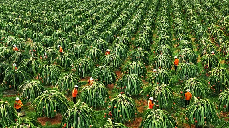 Diện tích thanh long Bình Thuận giảm hơn 7.000ha
