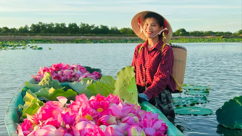 Đoàn Thanh niên xã Thạch Hưng thu hoạch hoa sen 