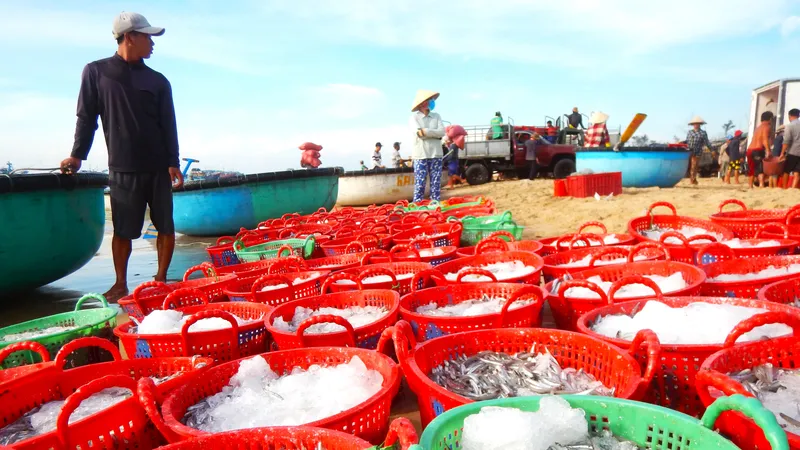 Một ngư dân trúng đậm mẻ cá cơm