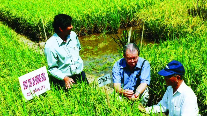 GS-TS Võ Tòng Xuân (giữa) trong một lần thăm đồng lúa thơm ST ở tỉnh Sóc Trăng Ảnh: CAO PHONG