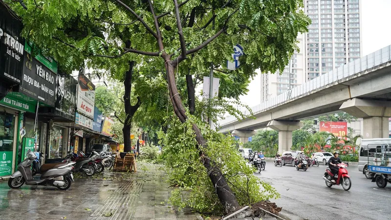Cây đổ hàng loạt trong cơn dông tại Hà Nội