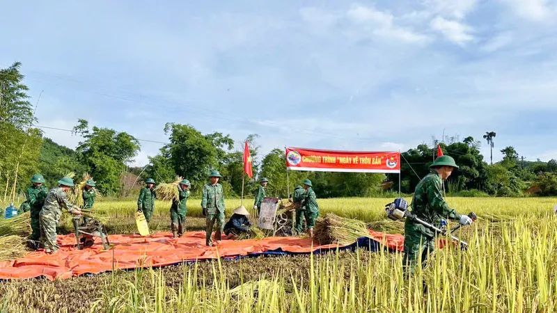 Đồn Biên phòng cửa khẩu A Đớt, Bộ đội Biên phòng tỉnh Thừa Thiên Huế giúp người dân thu hoạch lúa chạy bão