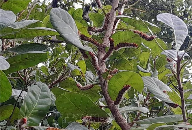Sâu róm đỏ gây hại nhiều diện tích trồng điều ở Bình Phước