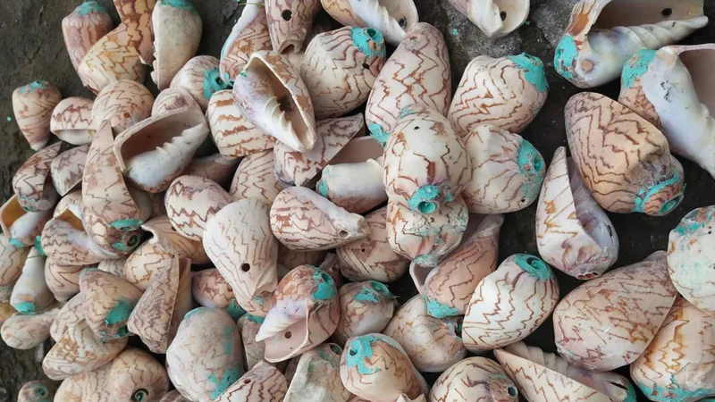 Báo động nạn trộm bẫy mực trên biển