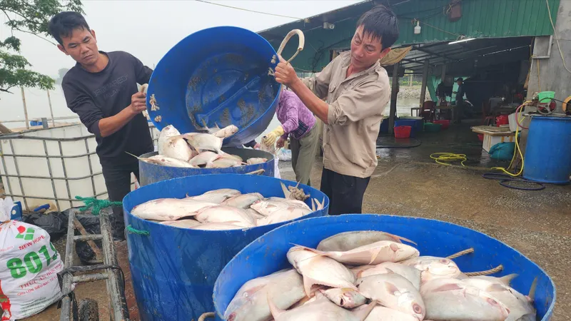 Sáng 11-12, các công nhân vớt cá chim chết đưa đi xử lý tiêu hủy 
