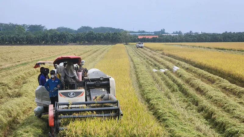 Nông dân huyện Cao Lãnh (tỉnh Đồng Tháp) thu hoạch lúa đông xuân. Ảnh: THÀNH NHƠN