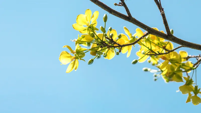Xuân vui trên những môi cười