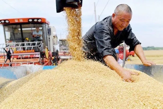 Thu hoạch lúa gạo ở Trung Quốc. Ảnh: THX