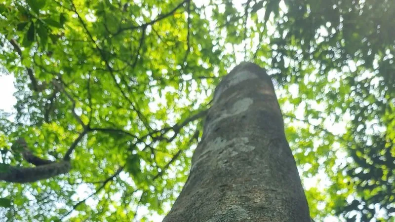 Độc lạ những “đại lão" mai vàng 5 cánh giữa rừng già Quảng Trị