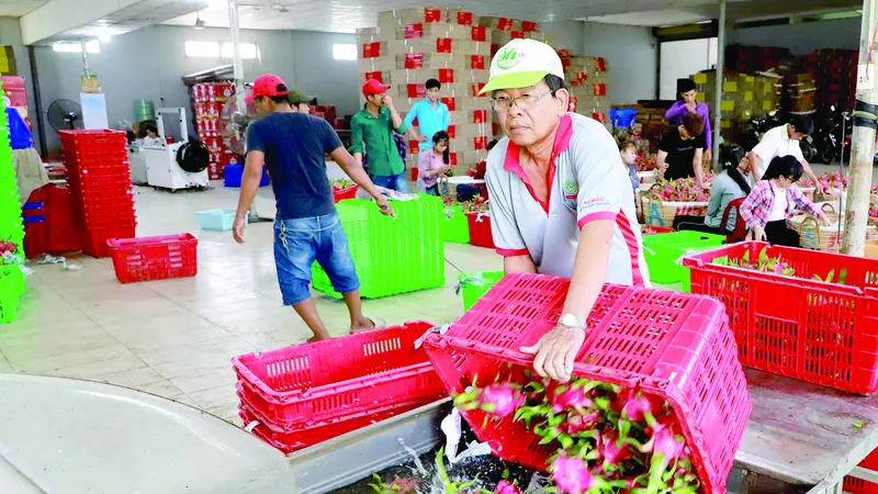 Sơ chế trái thanh long xuất khẩu sang thị trường Trung Quốc tại HTX thanh long Tầm Vu, huyện Châu Thành, tỉnh Long An. Ảnh: VIẾT CHUNG