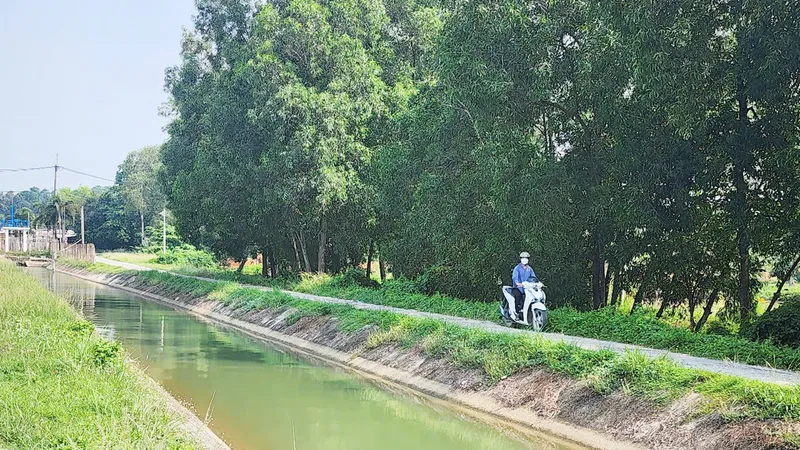 Kênh Đông dẫn nước từ hồ Dầu Tiếng về tưới cho hàng ngàn hécta lúa, cây trái ở huyện Củ Chi, TPHCM