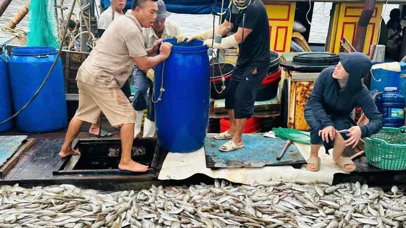 Ngư dân xứ Nghệ trúng đậm cá biển