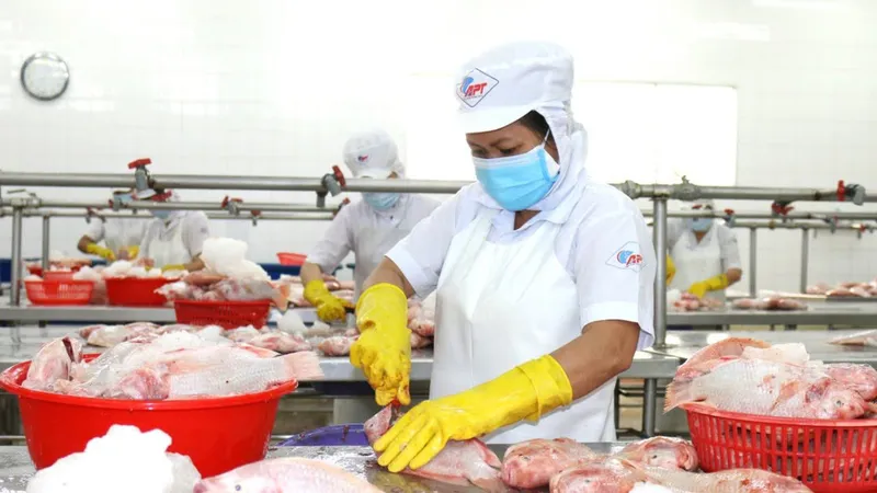 Chế biến cá xuất khẩu tại Công ty cổ phần Kinh doanh thủy hải sản Sài Gòn (APT) ở TPHCM. Ảnh: HOÀNG HÙNG