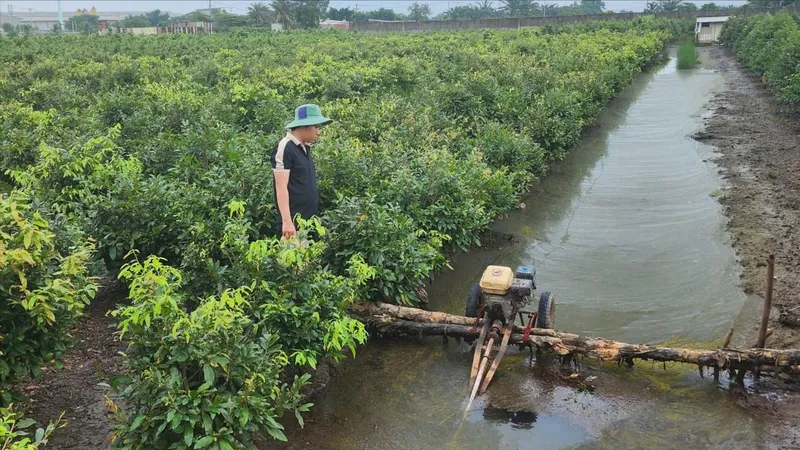 TPHCM: Làng mai vàng Bình Lợi thiệt hại nặng do ngập, ước tính hàng chục tỷ đồng