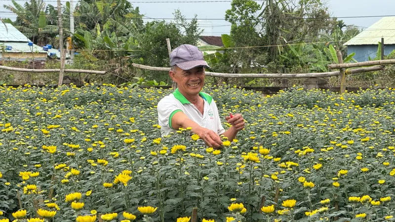 Làng hoa cúc Hà Đông rực rỡ, sẵn sàng phục vụ thị trường tết