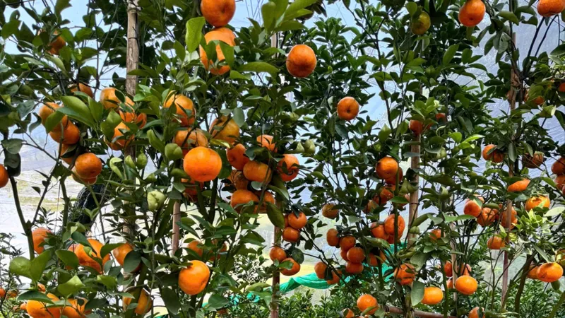 Giá cao, quýt hồng Lai Vung vẫn được khách hàng “săn mua”