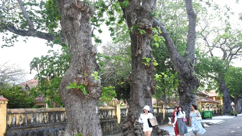 Du khách dạo bộ dưới những cây bàng di sản trên đường Lê Duẩn, Đặc khu Côn Đảo