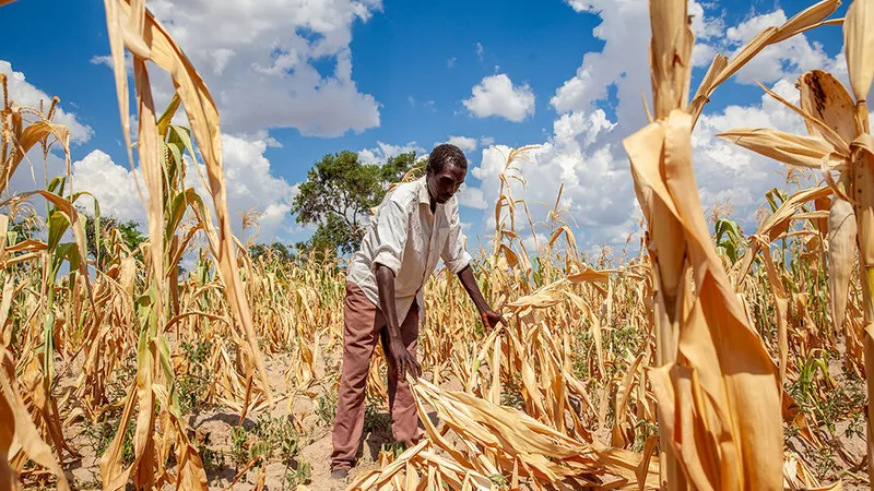 Hoa màu chết do khô hạn ở Zambia. Ảnh: WFP