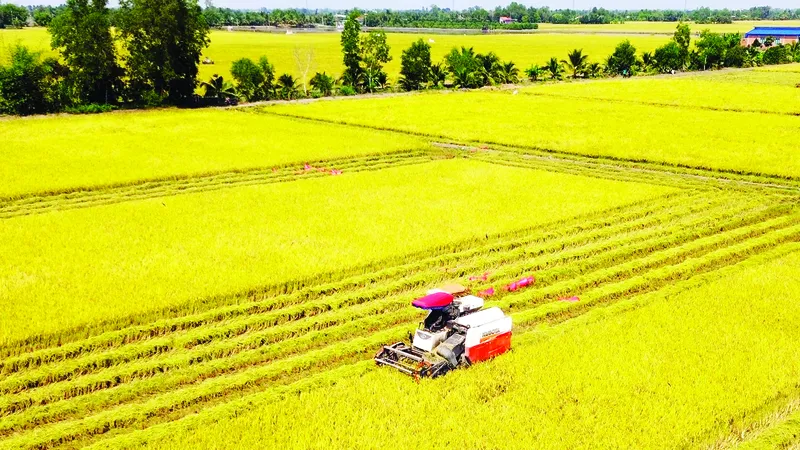 Nông dân thu hoạch lúa tại xã Mỹ An, tỉnh Tây Ninh. Ảnh: QUANG VINH