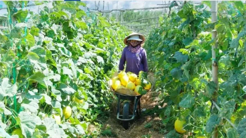 Từ người sản xuất trở thành chủ thể phát triển