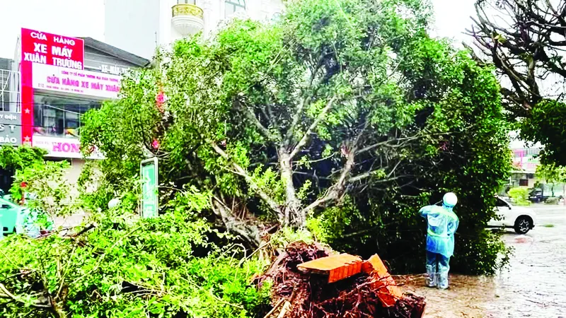 Nhiều cây xanh bật gốc tại Móng Cái (tỉnh Quảng Ninh) khi bão số 1 đi vào đất liền. Ảnh: CTV