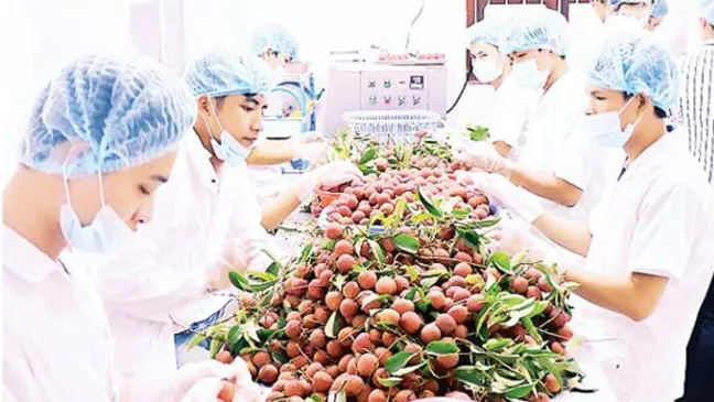 Trung tâm chiếu xạ vải thiều tại Hà Nội. Ảnh: TRẦN HIẾU
