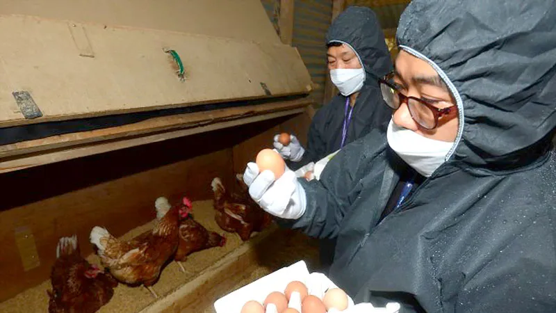 Kiểm tra trứng gà nhiễm fipronil tại một trang trại ở Hàn Quốc