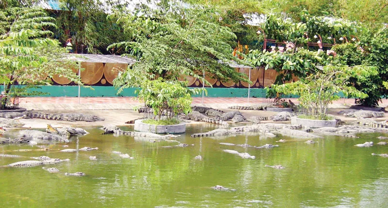 Nuôi động vật hoang dã: Cần “gạn đục, khơi trong”