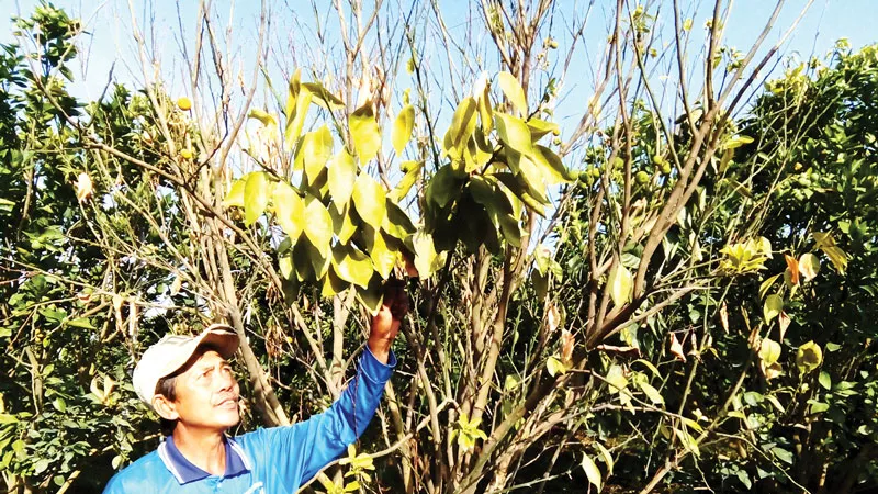 Dịch bệnh vàng lá làm cây chết tràn lan