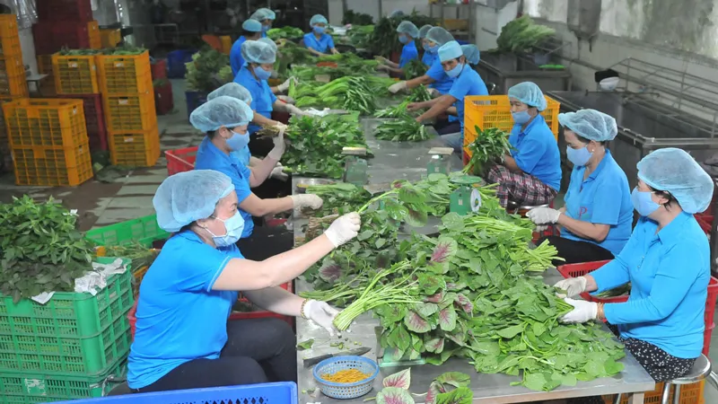 Tín hiệu tích cực từ nông sản xuất khẩu