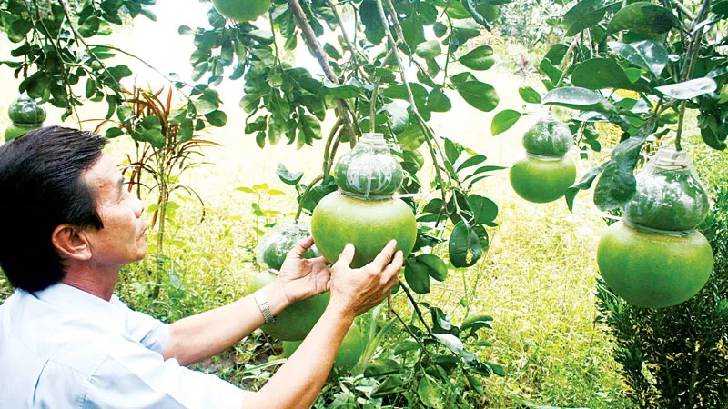 Nông sản được giá, nông dân ăn tết lớn
