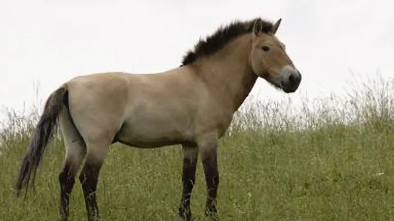 Ngựa hoang Przewalski trên thế giới đã tuyệt chủng