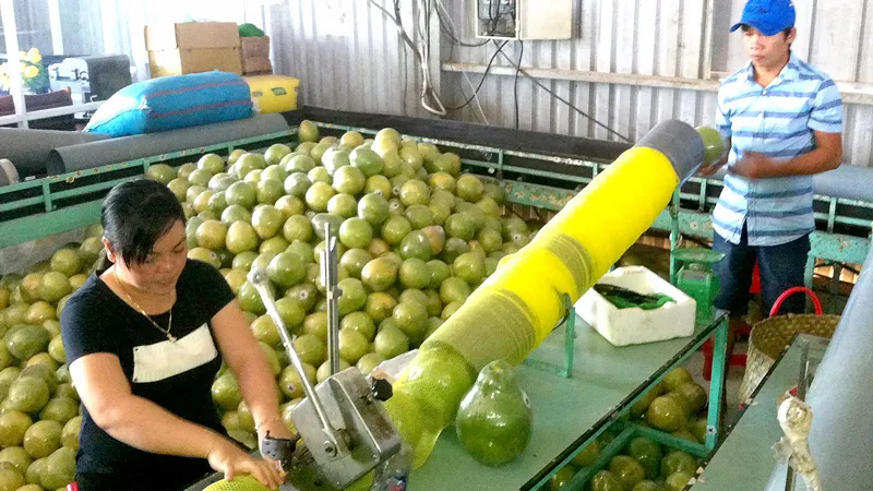 Bưởi Năm Roi xài tem điện tử