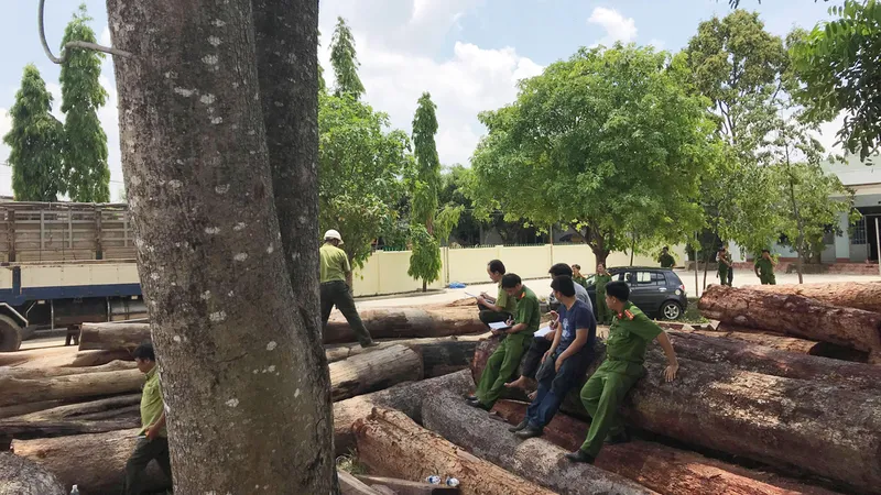 Bắt vụ phá rừng quy mô lớn tại Vườn quốc gia Yok Đôn
