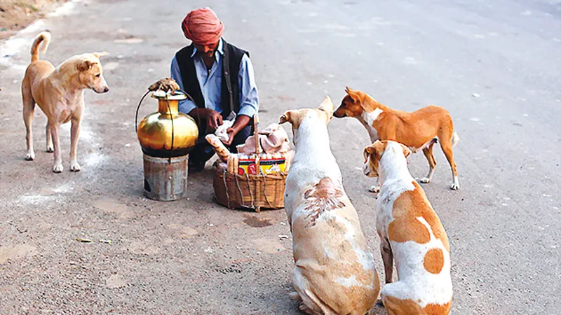 Chó hoang cắn chết nhiều trẻ em