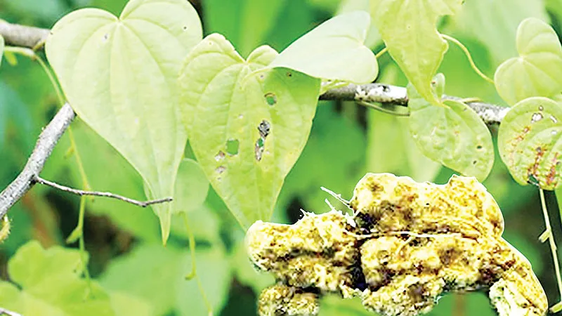 Cây và củ Nần nghệ (Dioscorea collettii)