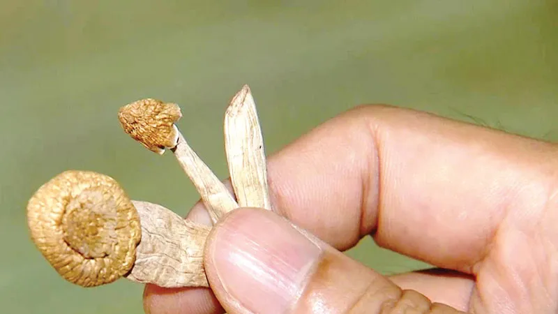Xuất hiện nhiều loại ma túy mới