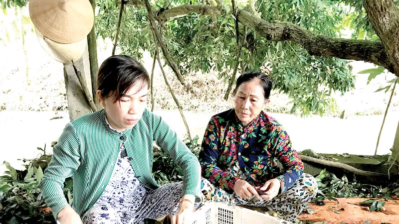 Sản phẩm đặc trưng nhãn Châu Thành, Đồng Tháp Ảnh: THANH HẢI