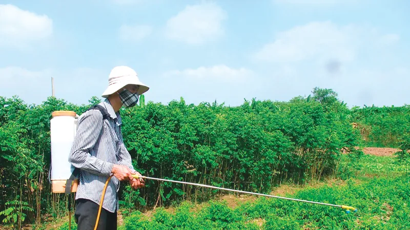 Nhiều nơi, nông dân vẫn sử dụng các loại thuốc diệt cỏ đe dọa sức khỏe con người