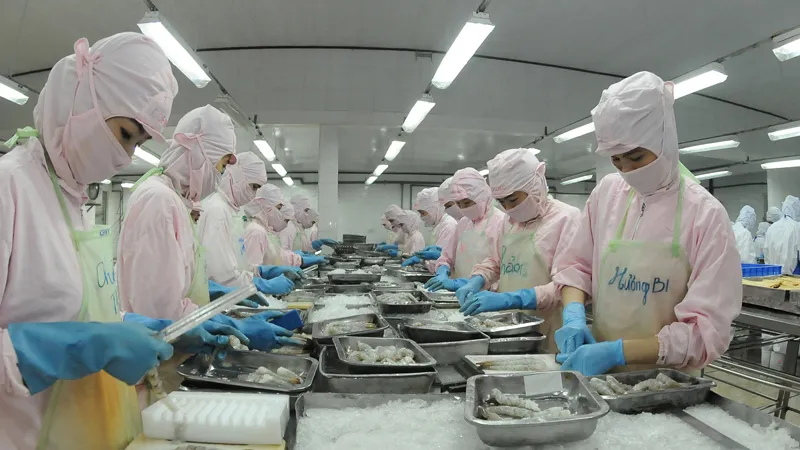 Chế biến tôm xuất khẩu của một doanh nghiệp tại khu vực phía Nam Ảnh: CAO THĂNG