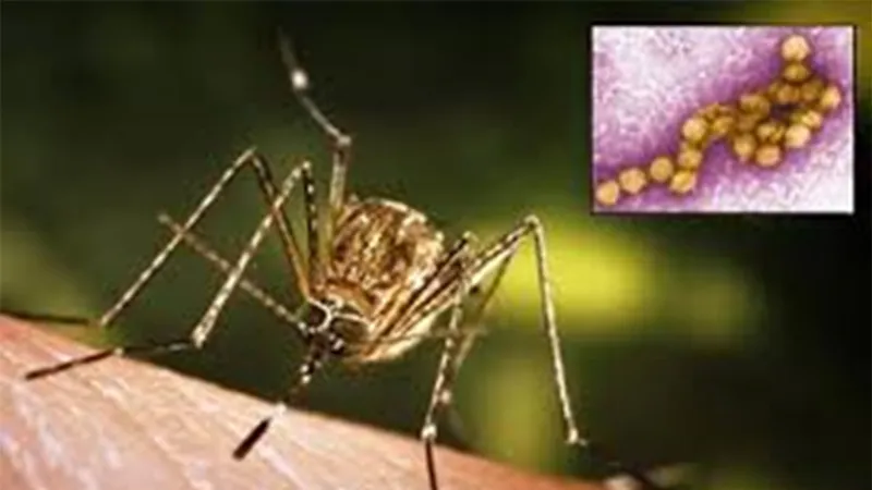 Virus nguy hiểm tái xuất ở châu Âu