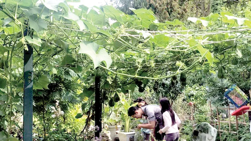 Vui như người Việt làm vườn 