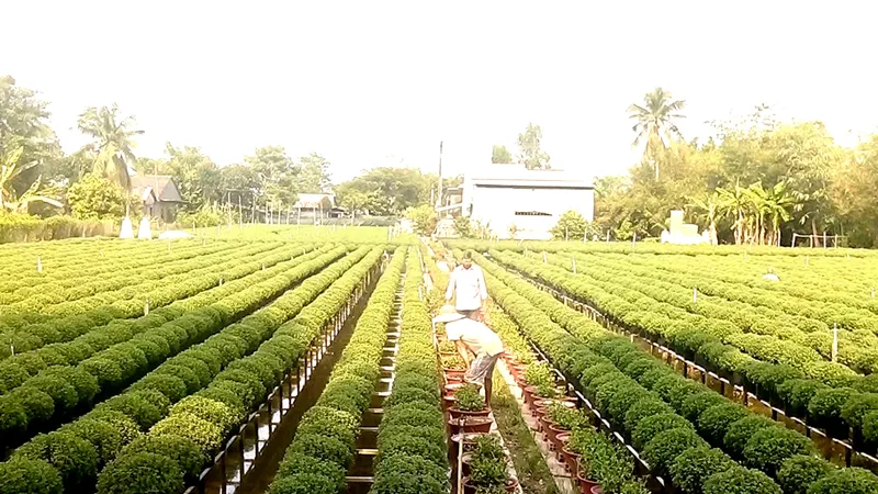 Đồng bằng sông Cửu Long: Hoa tết đã sẵn sàng