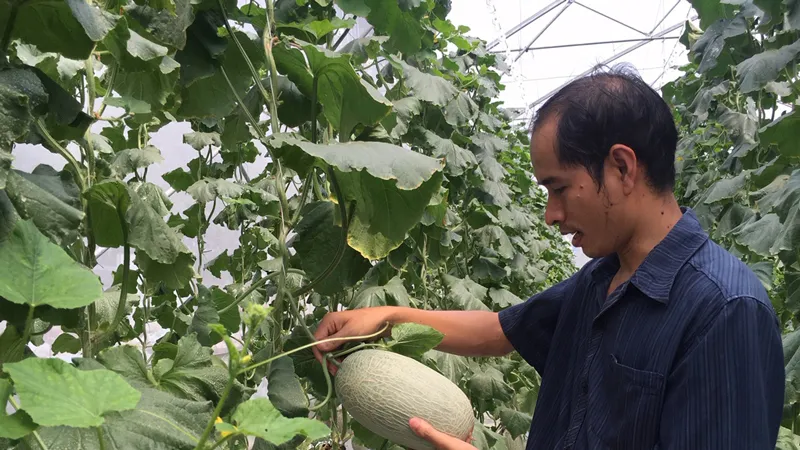 Nhà vườn sản xuất dưa lưới áp dụng công nghệ cao nhờ lưới điện phủ tới vùng canh tác