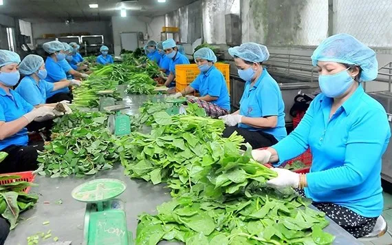 Cơ chế, chính sách phù hợp phát triển hợp tác xã