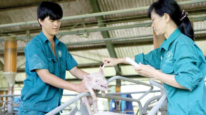 Chủ động phòng chống dịch tả heo châu Phi
