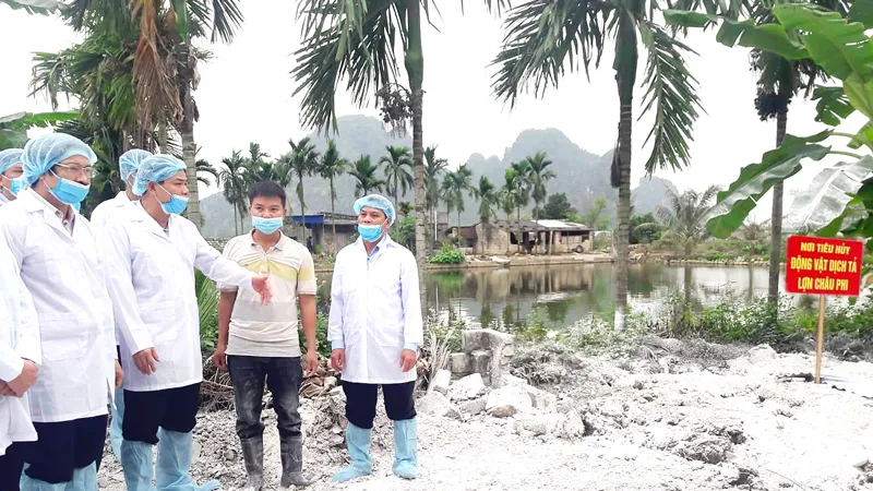 Ngăn chặn hiểm họa dịch tả heo châu Phi