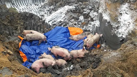 Thị xã Phú Mỹ và huyện Xuyên Mộc (Bà Rịa - Vũng Tàu): Bùng phát dịch lở mồm long móng trên heo